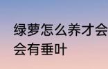 绿萝怎么养才会有垂叶 绿萝如何养才会有垂叶