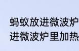 蚂蚁放进微波炉里加热会死吗 蚂蚁放进微波炉里加热会不会死