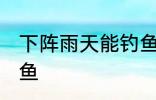 下阵雨天能钓鱼吗 下阵雨天能不能钓鱼