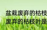 盆栽废弃的枯枝叶属于什么垃圾 盆栽废弃的枯枝叶是什么垃圾