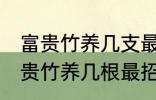 富贵竹养几支最旺运属蛇的 属蛇养富贵竹养几根最招财