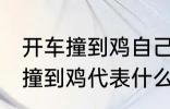 开车撞到鸡自己也摔有什么兆头 开车撞到鸡代表什么意思