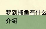 梦到捕鱼有什么兆头 梦见捕鱼的寓意介绍