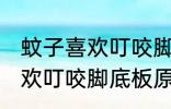 蚊子喜欢叮咬脚底板怎么回事 蚊子喜欢叮咬脚底板原因