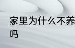 家里为什么不养扶桑 家里可以养扶桑吗