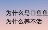 为什么马口鱼鱼缸养不活 马口鱼鱼缸为什么养不活