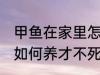 甲鱼在家里怎么养才不死 甲鱼在家里如何养才不死