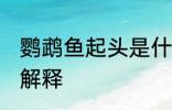 鹦鹉鱼起头是什么意思 鹦鹉鱼起头的解释