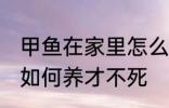 甲鱼在家里怎么养才不死 甲鱼在家里如何养才不死