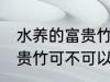 水养的富贵竹可以改土养吗 水养的富贵竹可不可以改土养